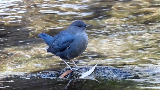 American Dipper - ML645173169