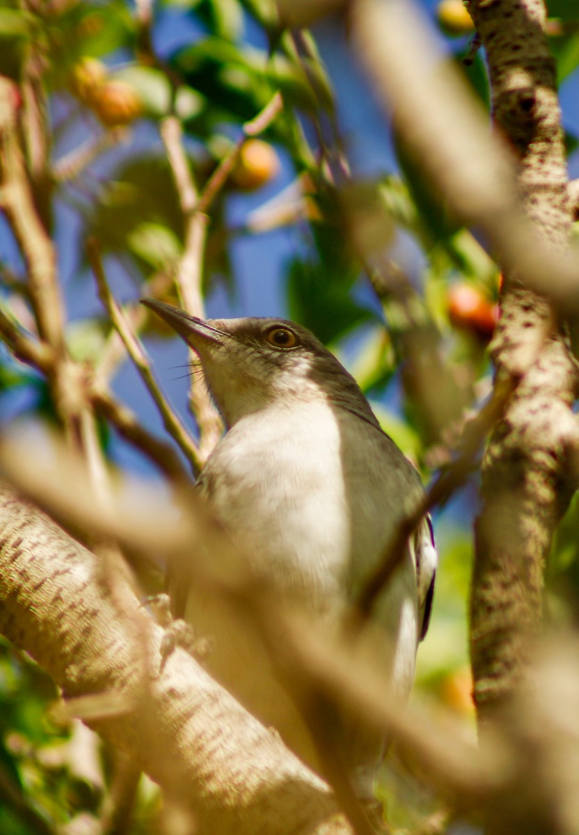 Пересмішник багатоголосий - ML645173192