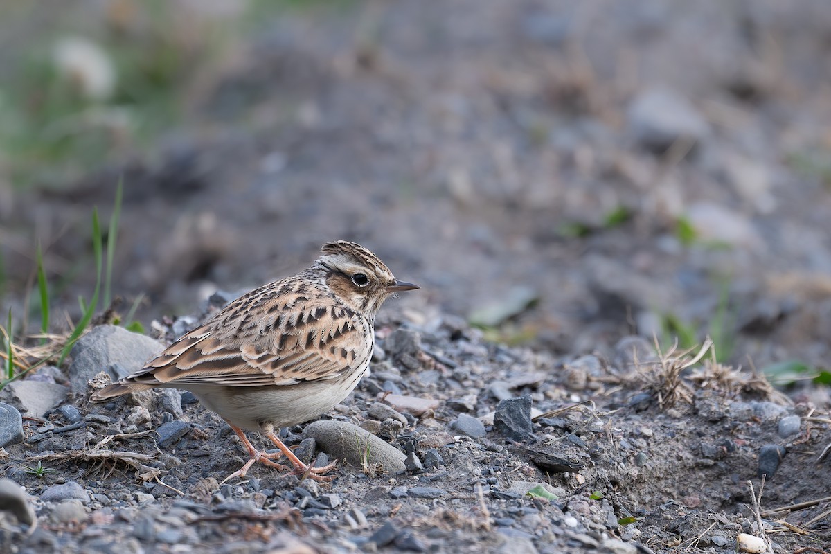 Wood Lark - ML645173202