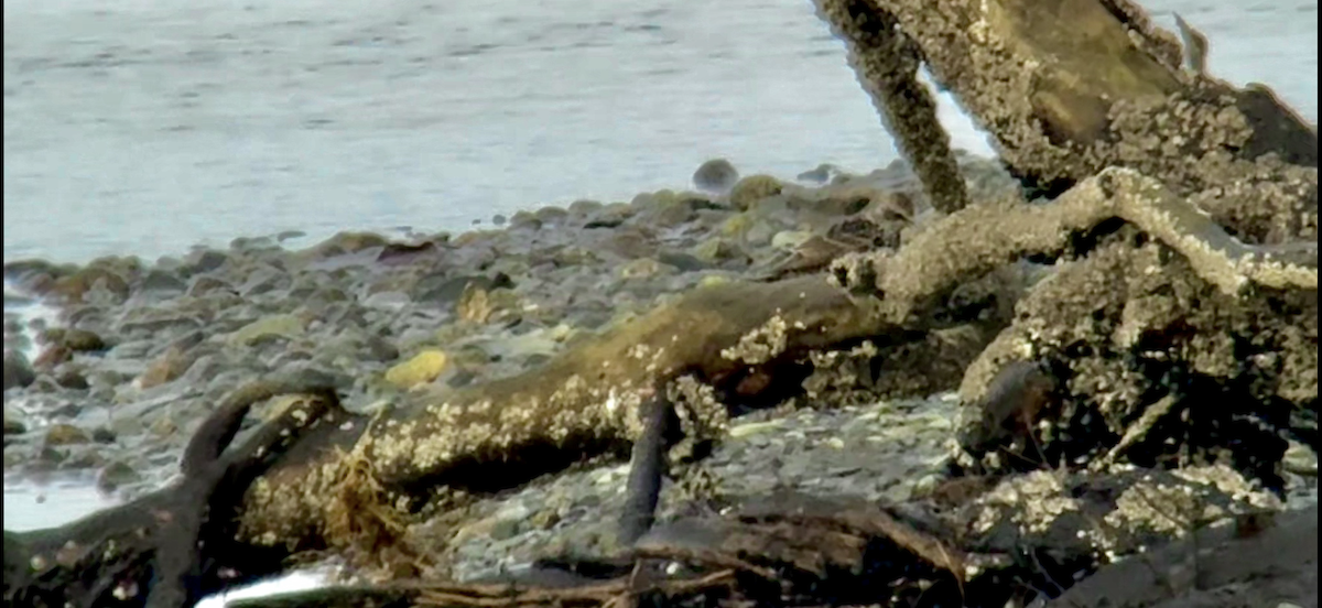 European Starling - ML645173215