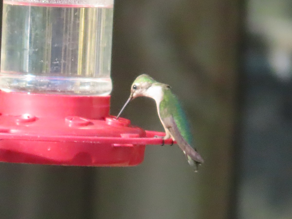 Колібрі рубіновогорлий - ML645173258