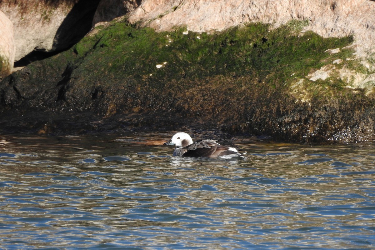 havelle - ML645173261