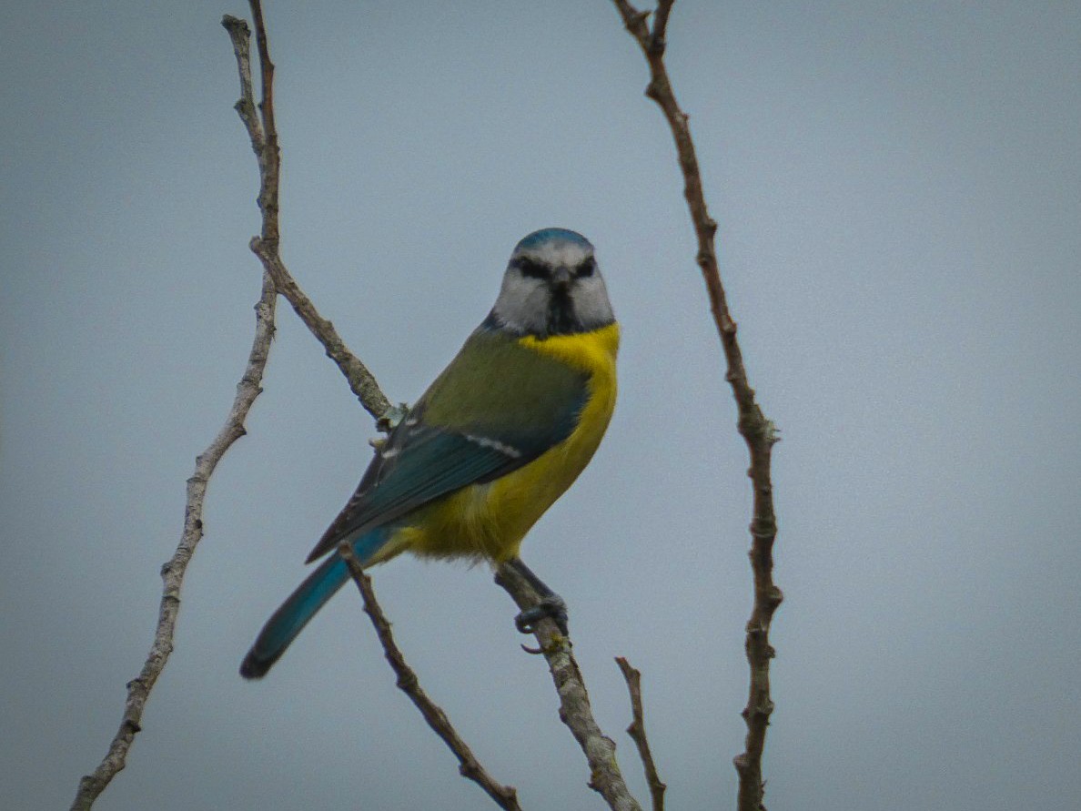 sýkora modřinka - ML645173269