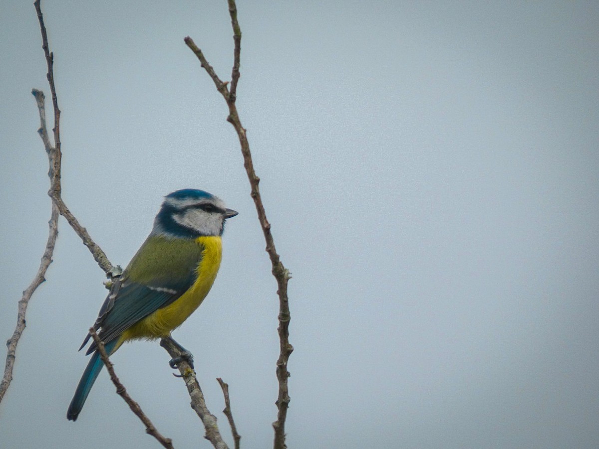 sýkora modřinka - ML645173270