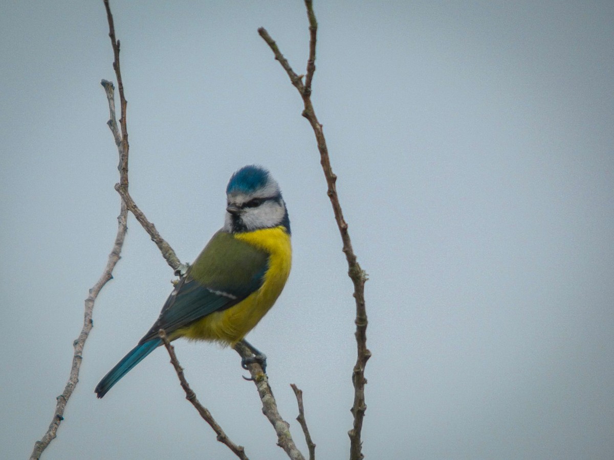 sýkora modřinka - ML645173271