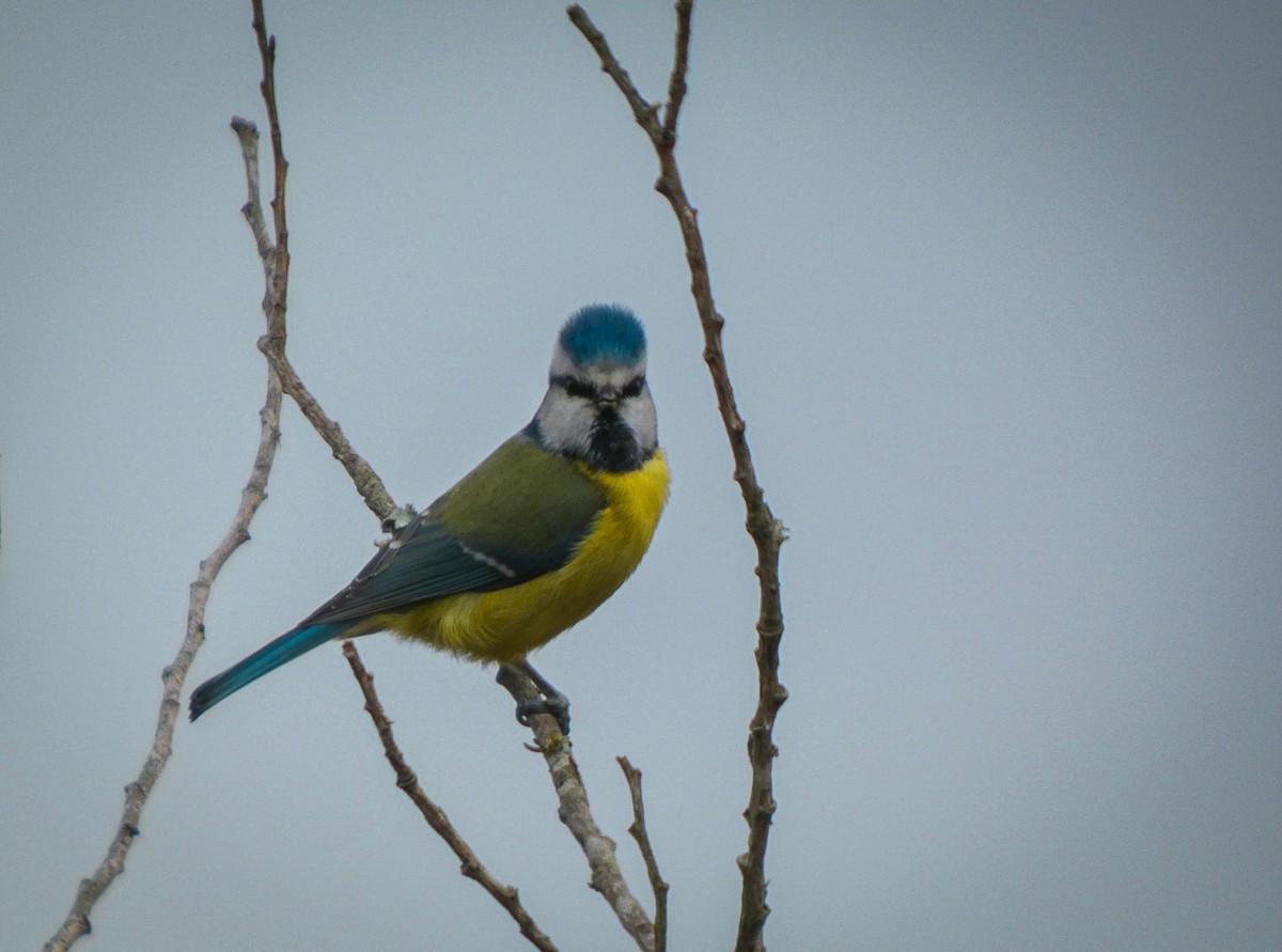 sýkora modřinka - ML645173272