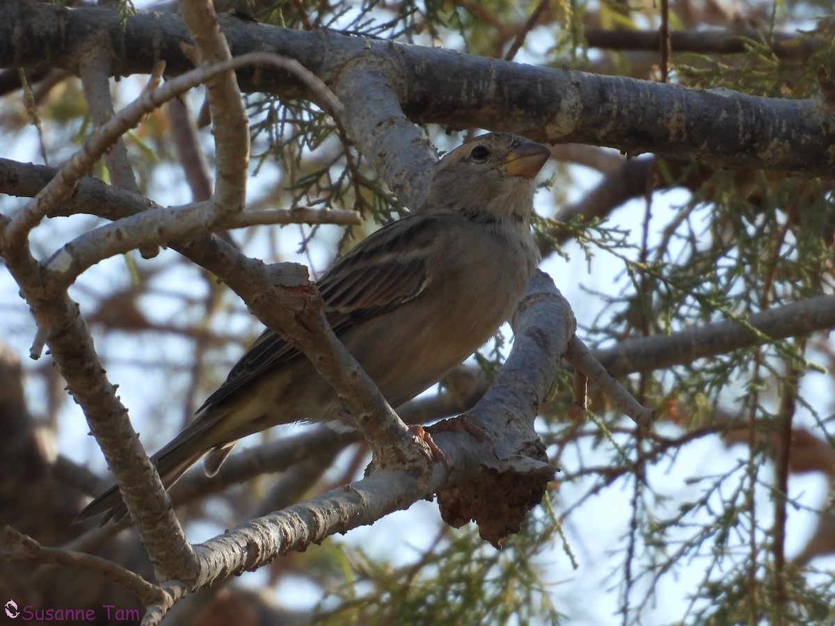 דרור הבית - ML645173283