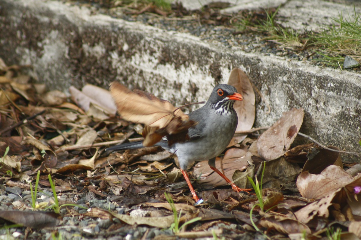 Eastern Red-legged Thrush - ML645173285