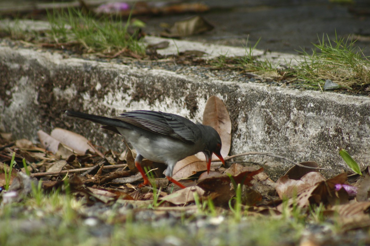 Eastern Red-legged Thrush - ML645173288