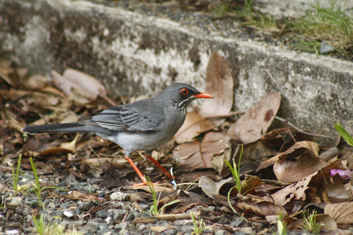 Eastern Red-legged Thrush - ML645173289