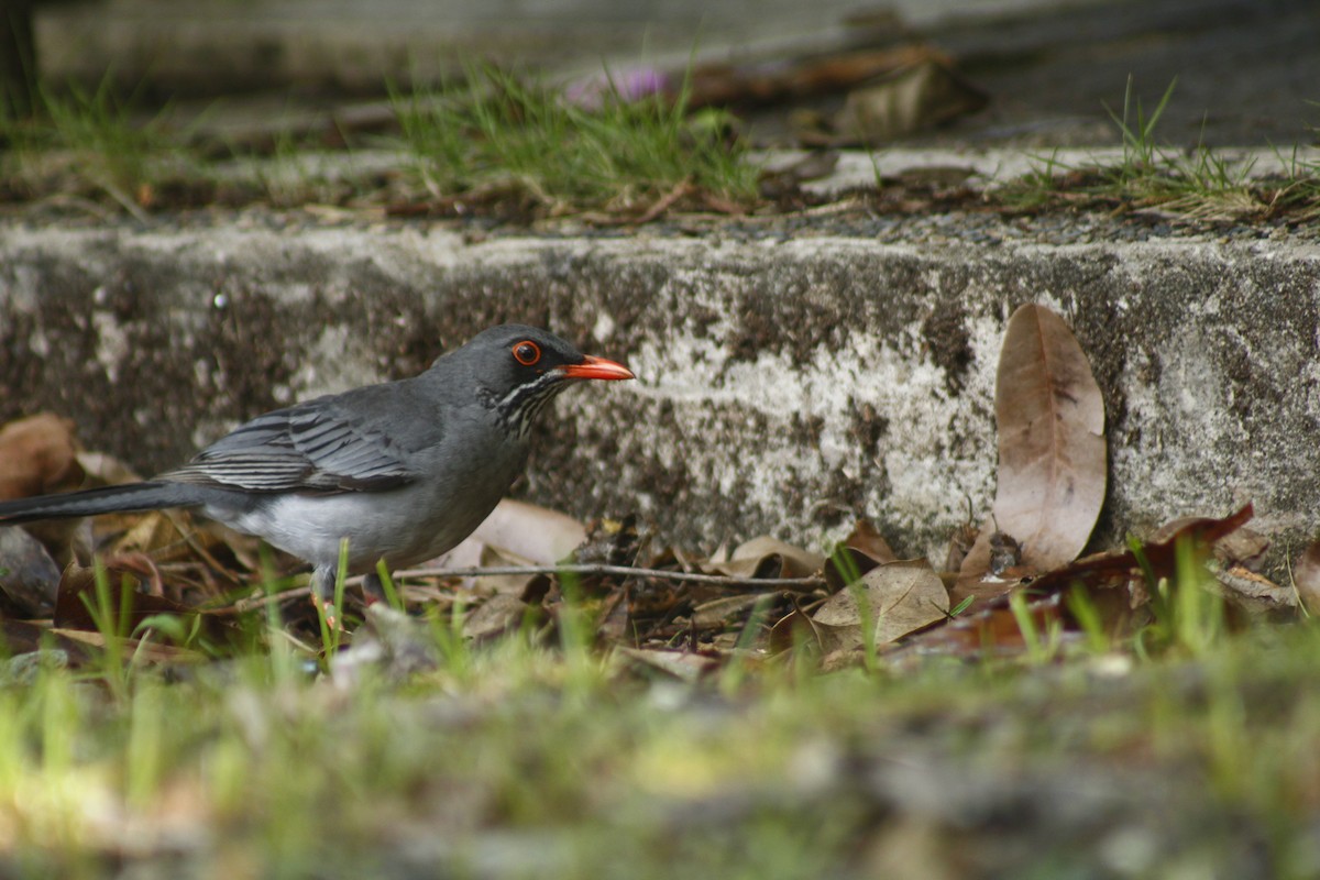 Eastern Red-legged Thrush - ML645173291
