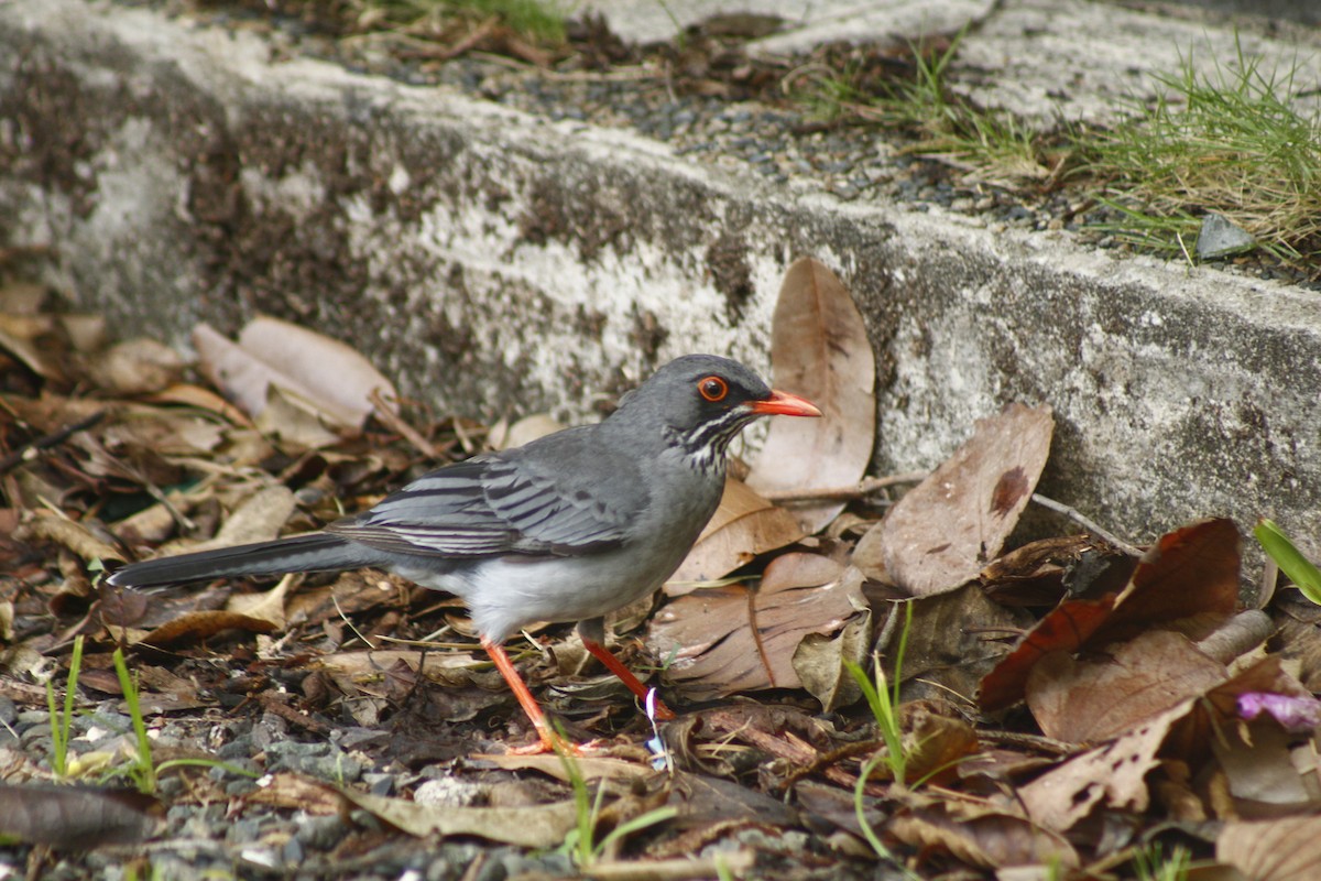 Eastern Red-legged Thrush - ML645173292