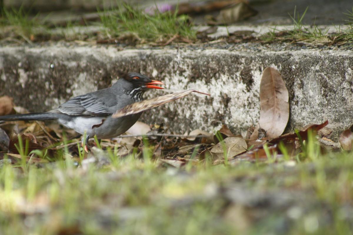 Eastern Red-legged Thrush - ML645173293