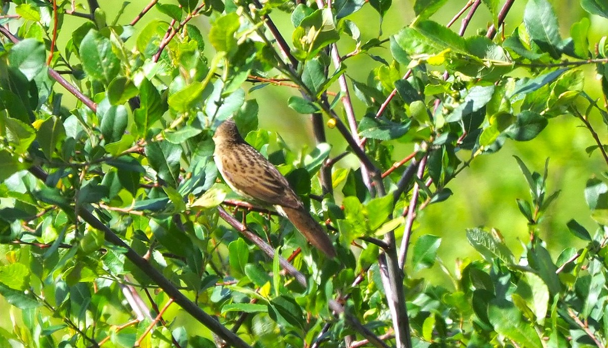 חרגולן מנומר - ML645173294