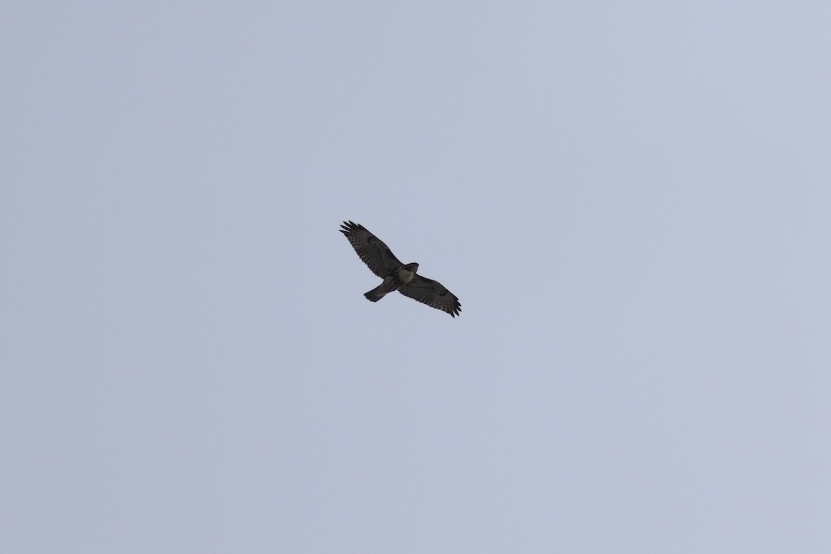 Red-tailed Hawk - ML645173298