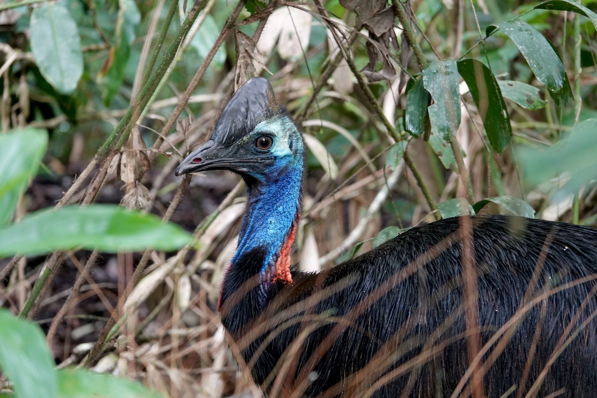 Güneyli Kasuari - ML645173300