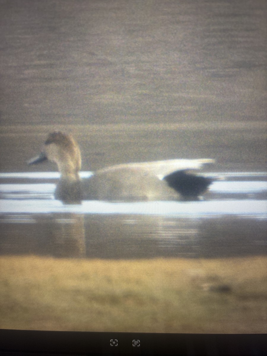 Ánade Friso - ML645173312