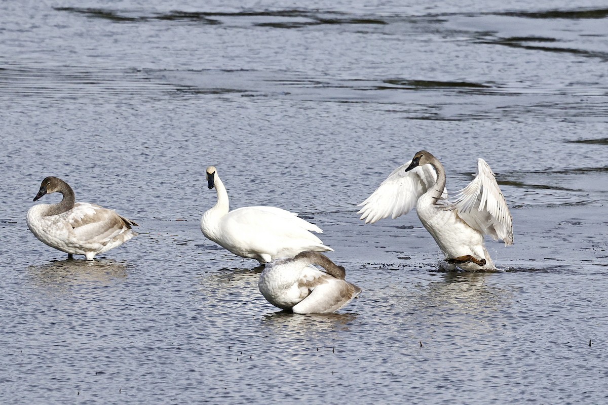 Tundra Swan - ML645173324
