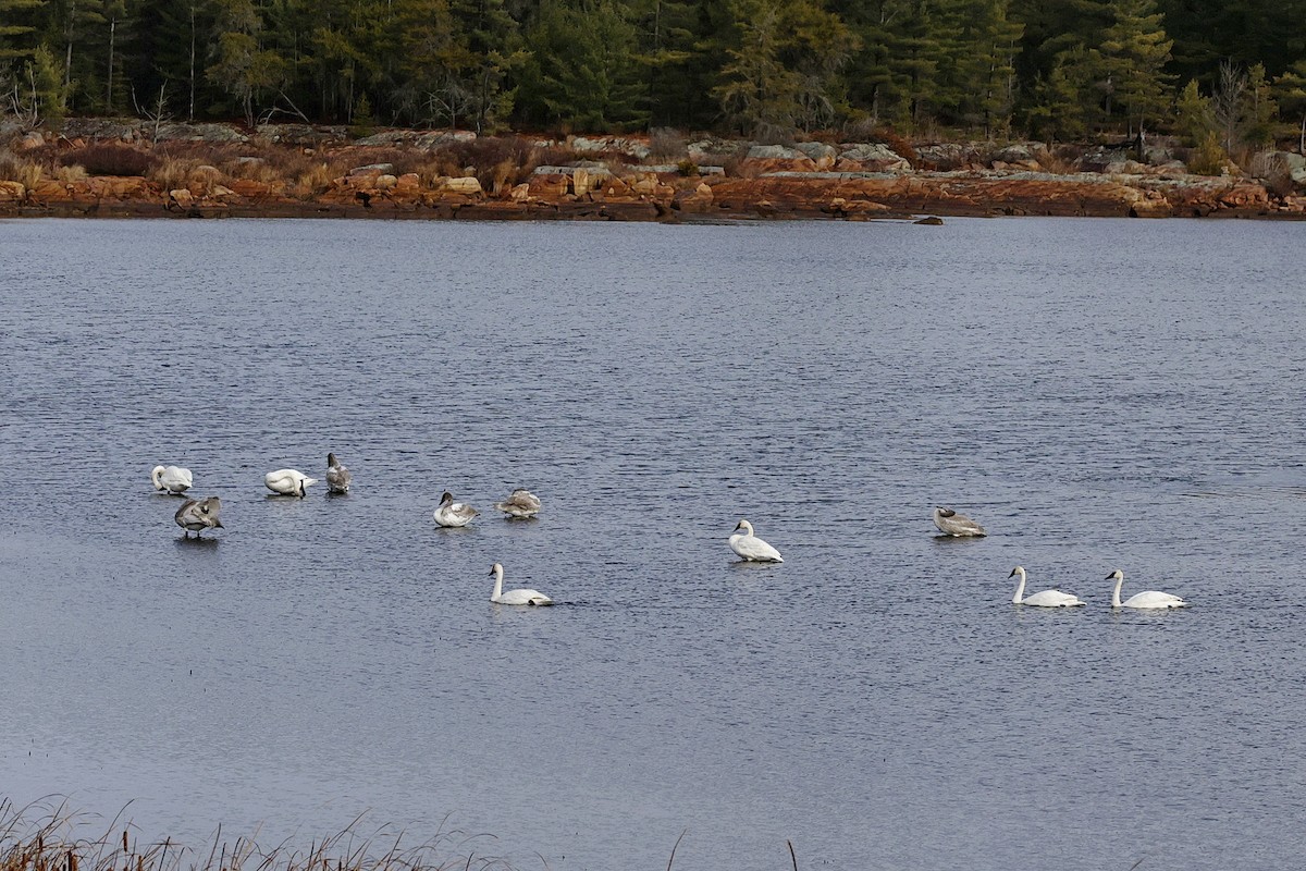 Tundra Swan - ML645173326