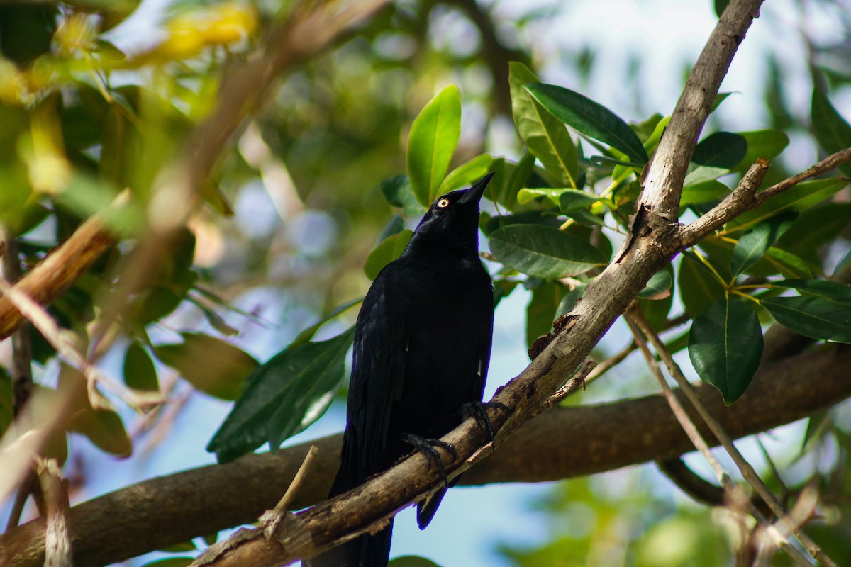 Greater Antillean Grackle - ML645173329