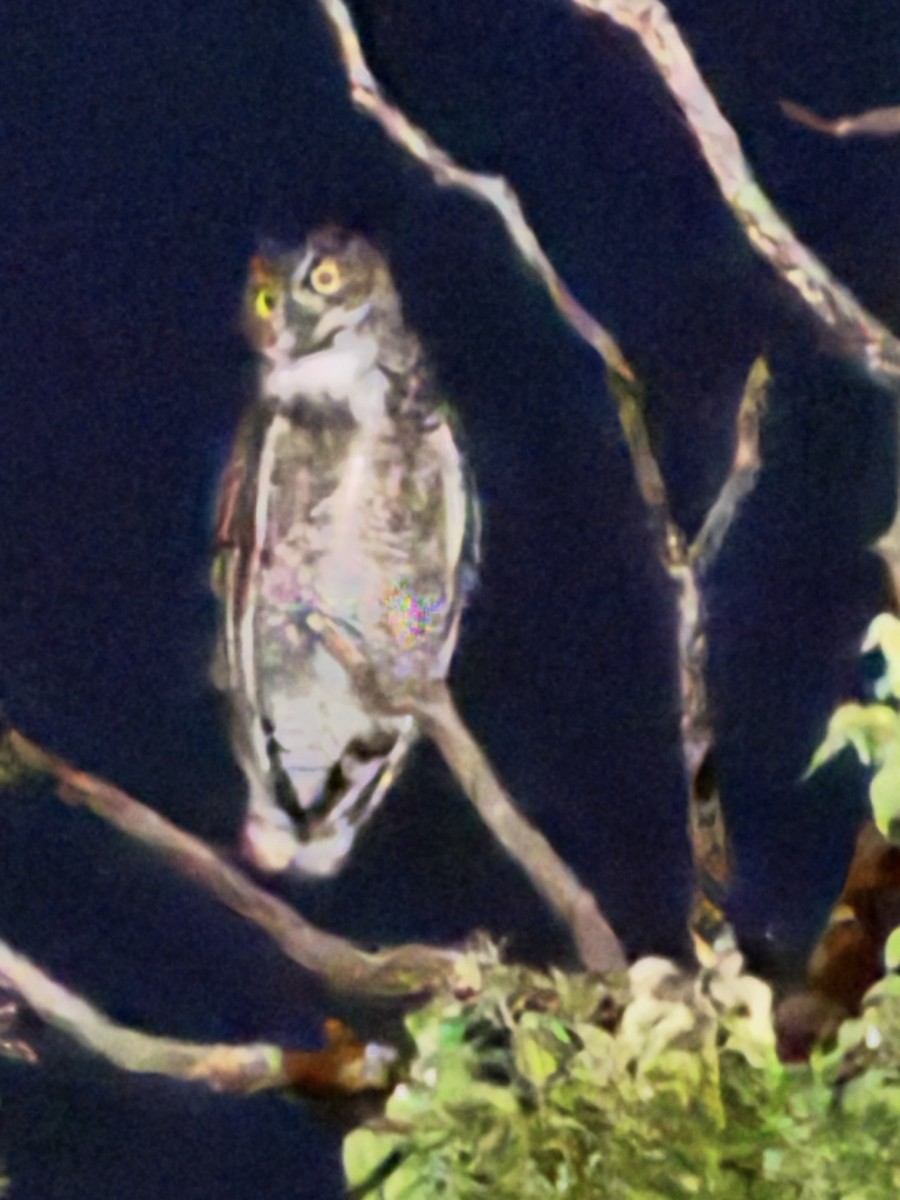 Great Horned Owl - ML645173330