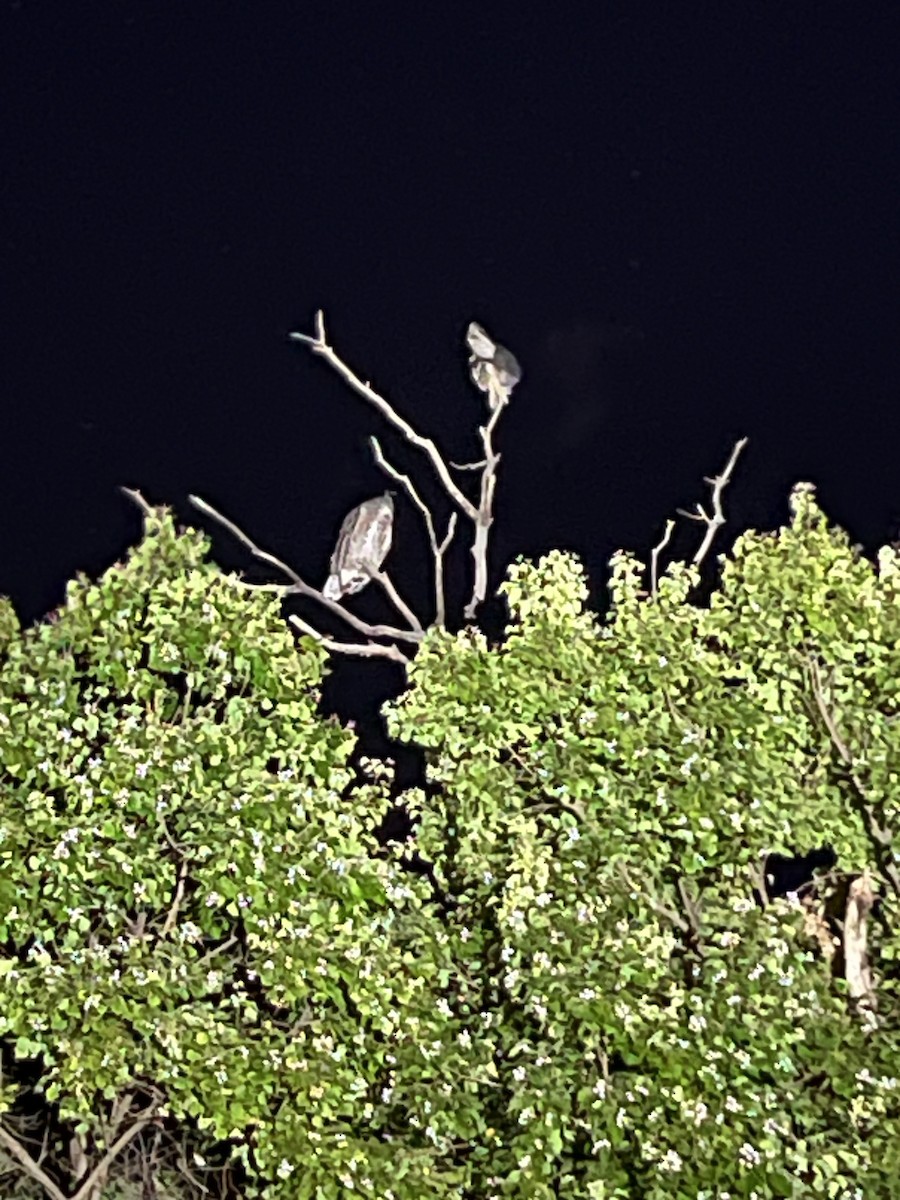 Great Horned Owl - ML645173331