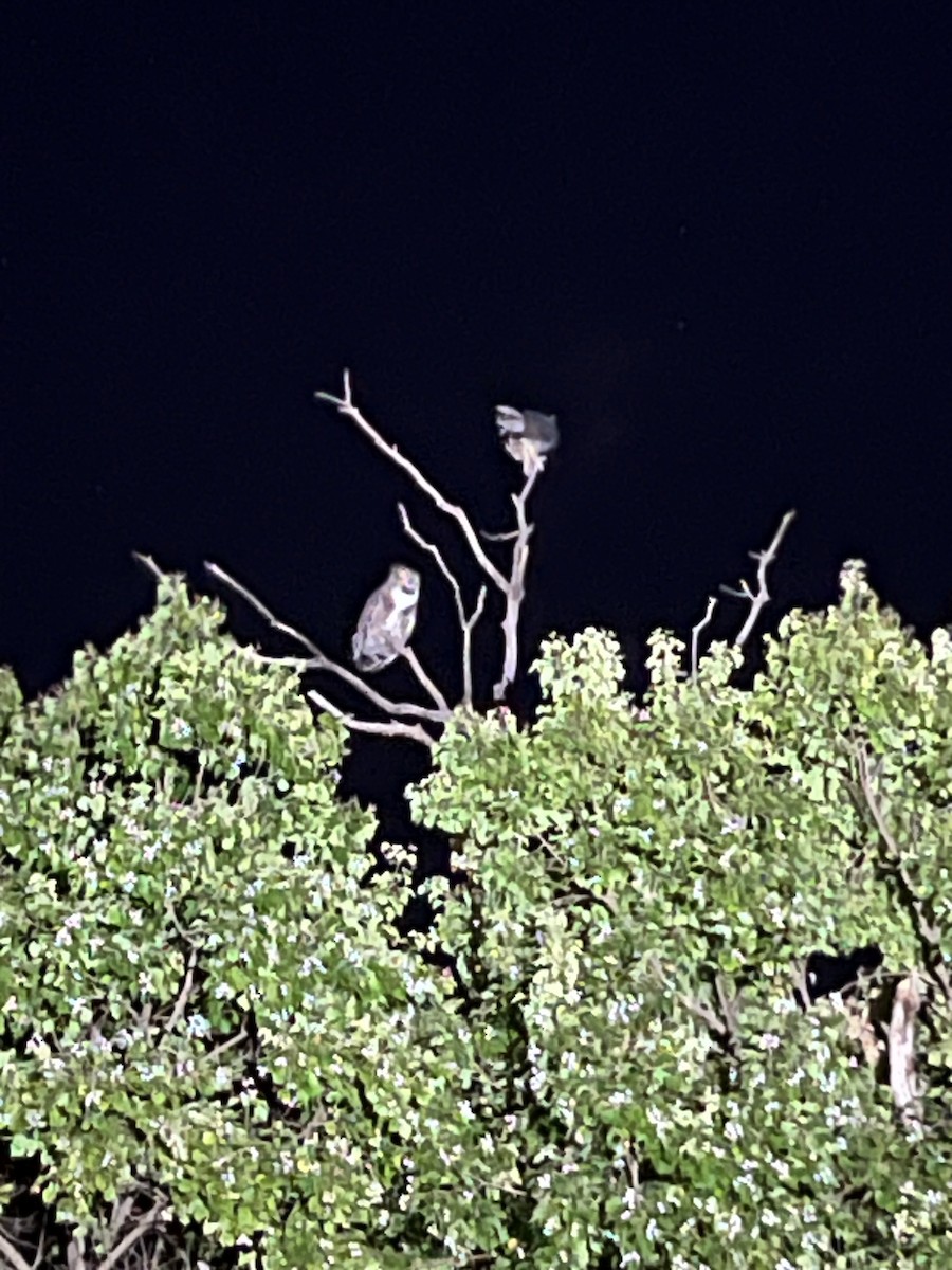 Great Horned Owl - ML645173332