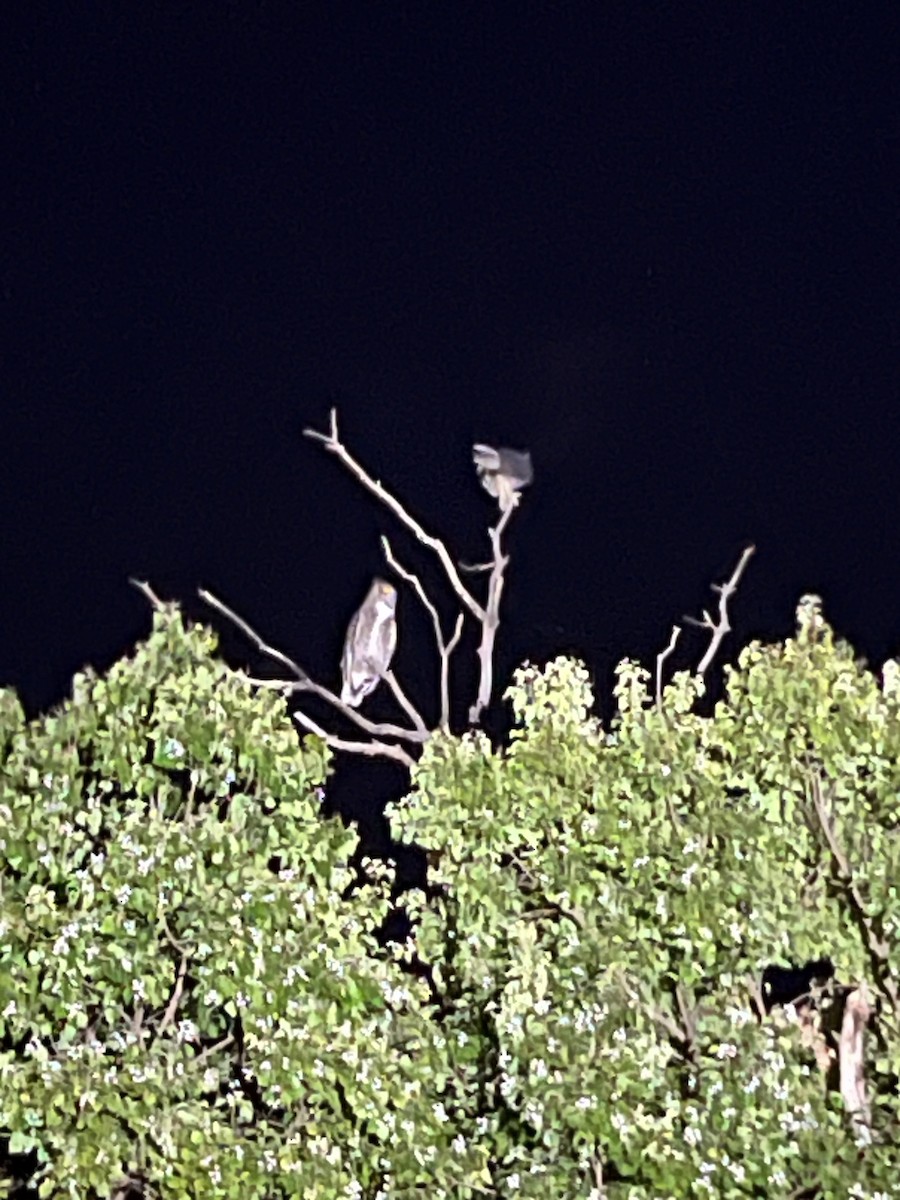 Great Horned Owl - ML645173333