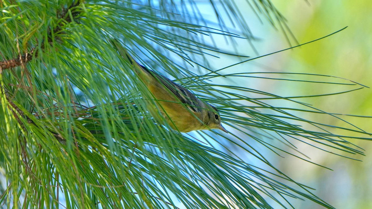 סבכון אורנים - ML645173334