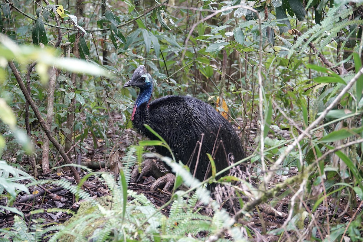 Güneyli Kasuari - ML645173337