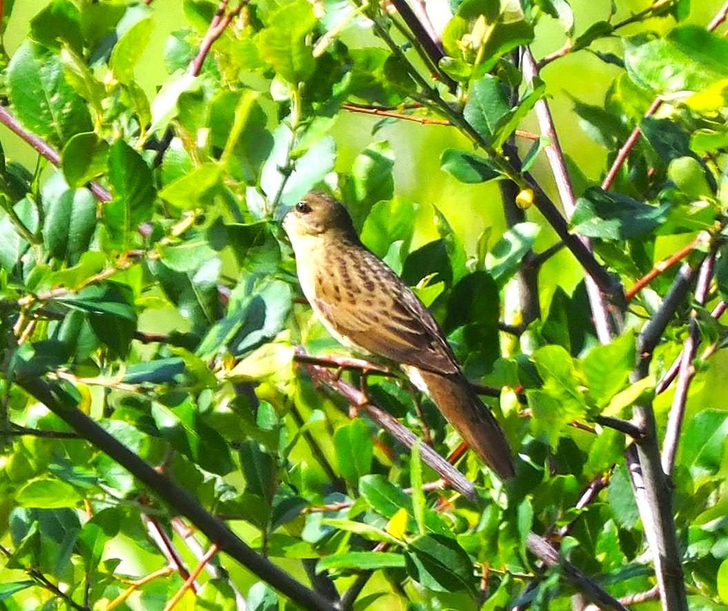 חרגולן מנומר - ML645173338