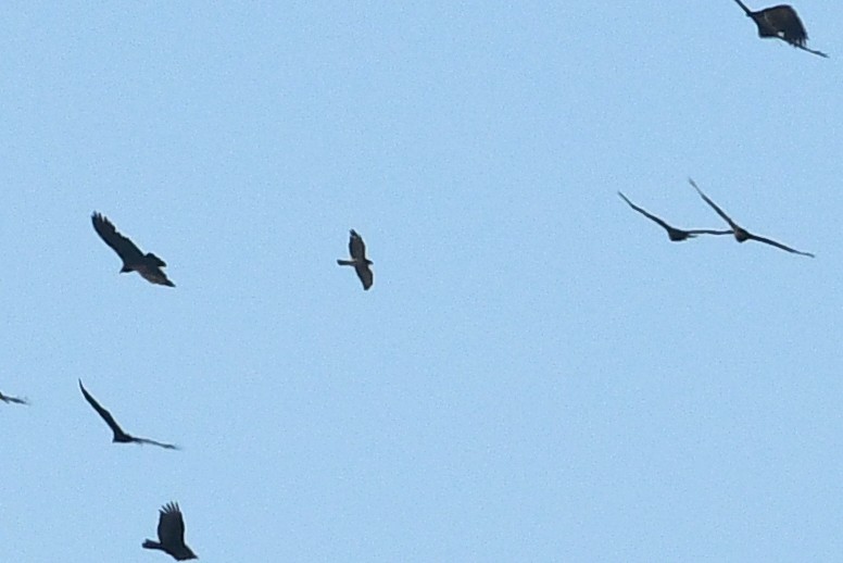 Broad-winged Hawk - ML645173345