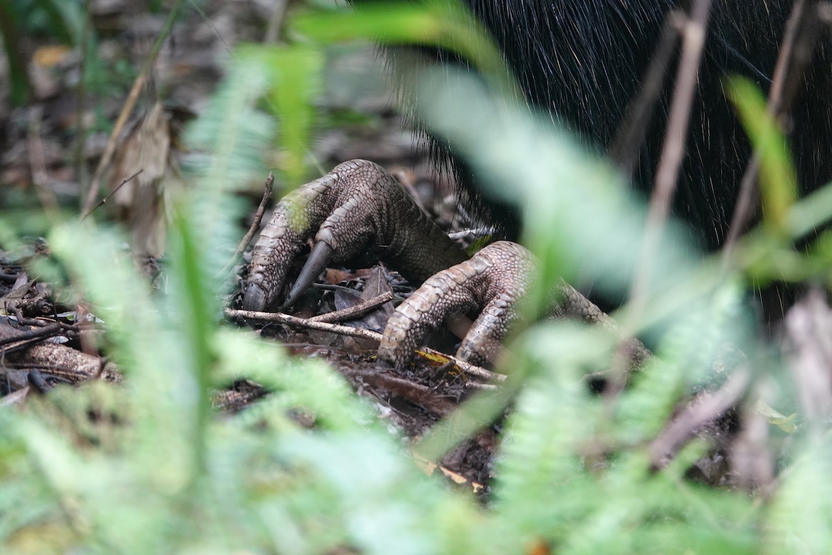 Güneyli Kasuari - ML645173350