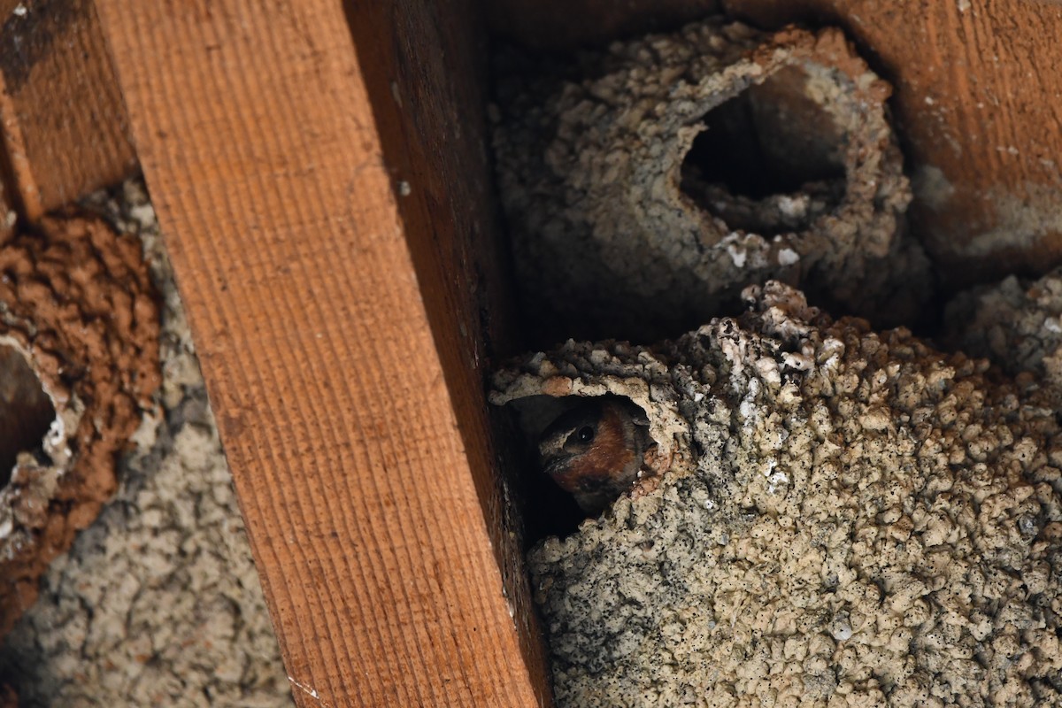 סנונית אמריקנית - ML645173352