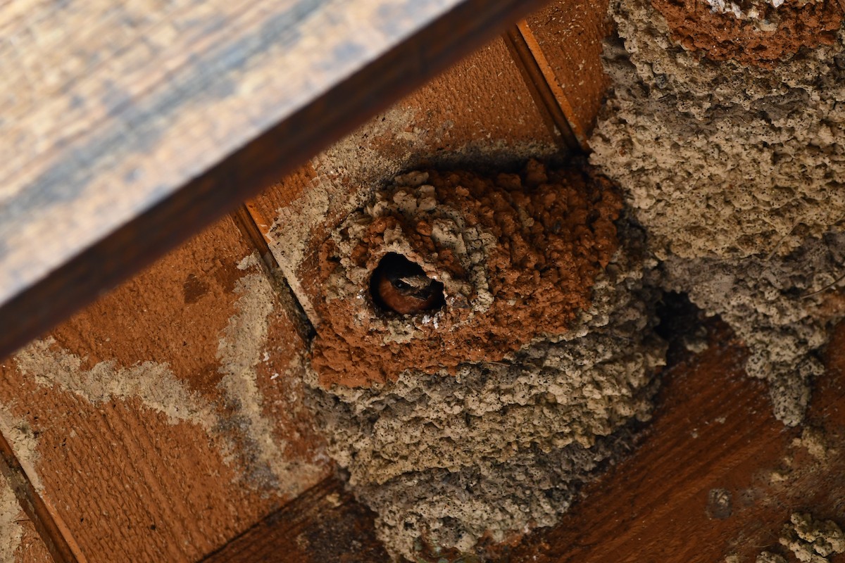 סנונית אמריקנית - ML645173353