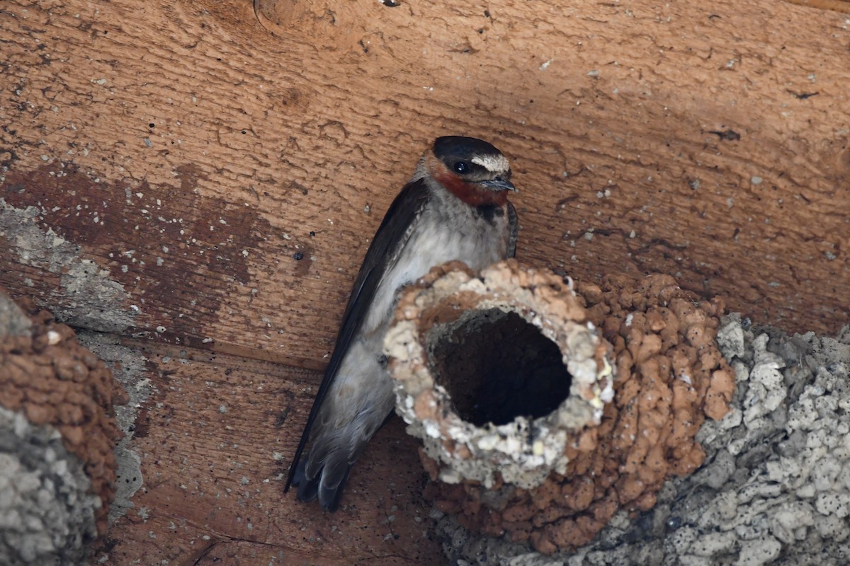 סנונית אמריקנית - ML645173354