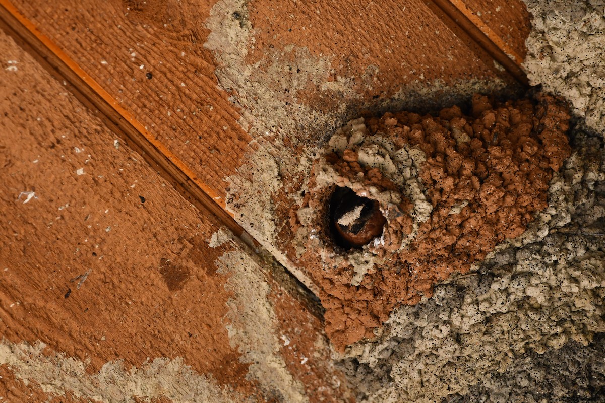 סנונית אמריקנית - ML645173355