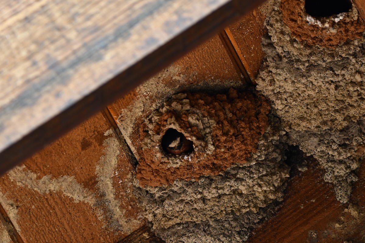 סנונית אמריקנית - ML645173356