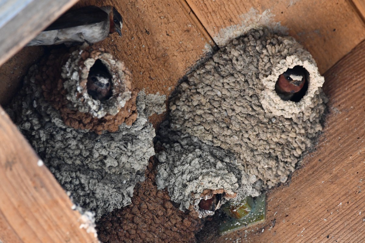 סנונית אמריקנית - ML645173357