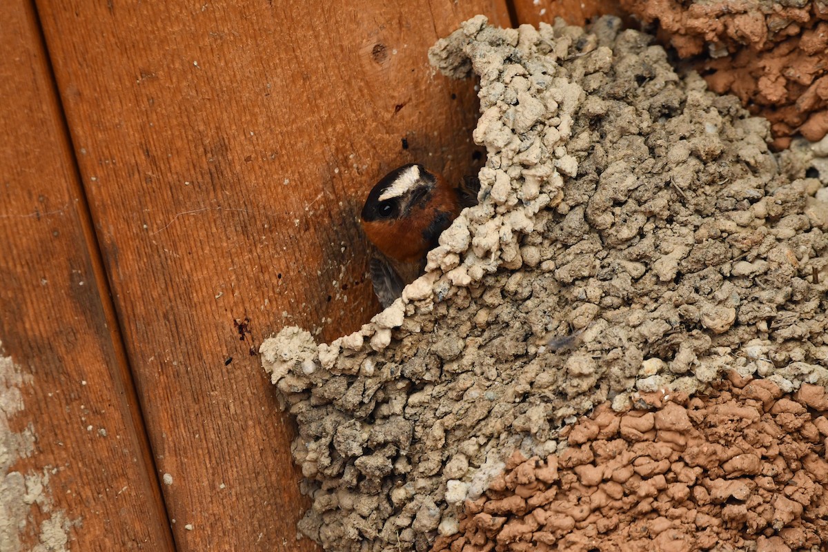 סנונית אמריקנית - ML645173358