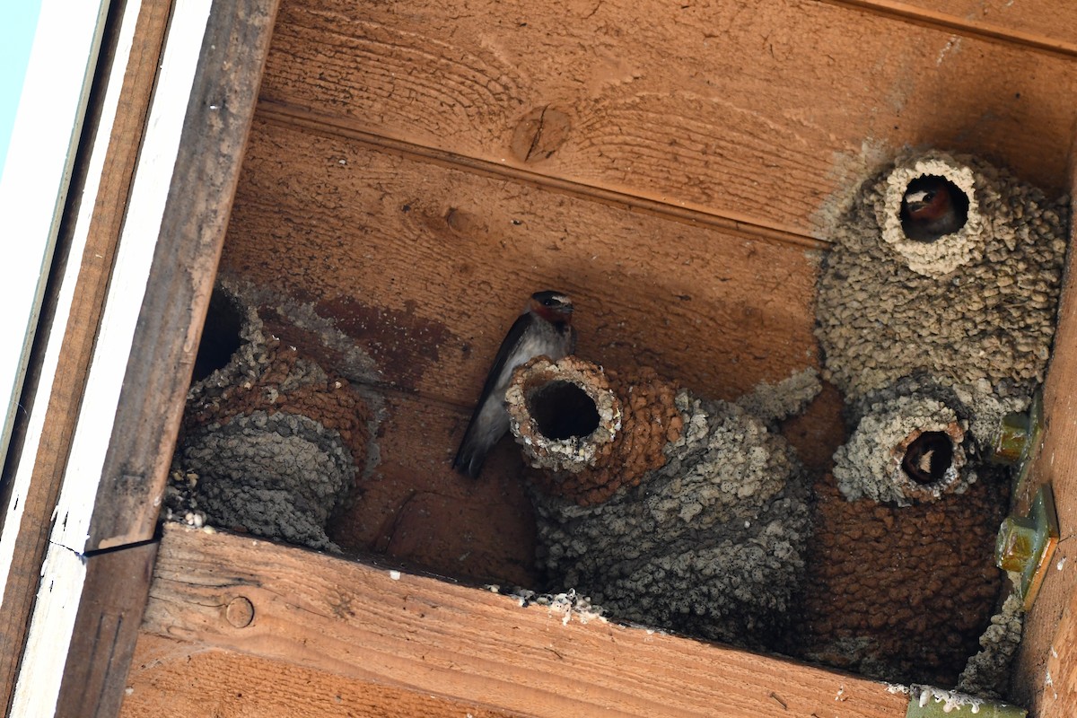 סנונית אמריקנית - ML645173359