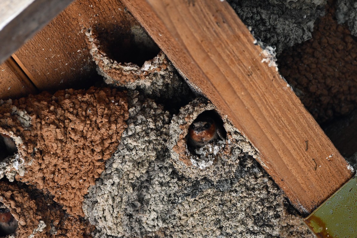 סנונית אמריקנית - ML645173360