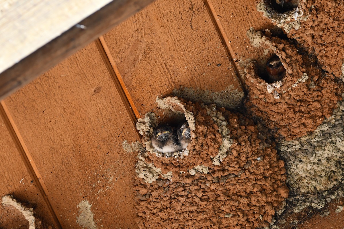 סנונית אמריקנית - ML645173361