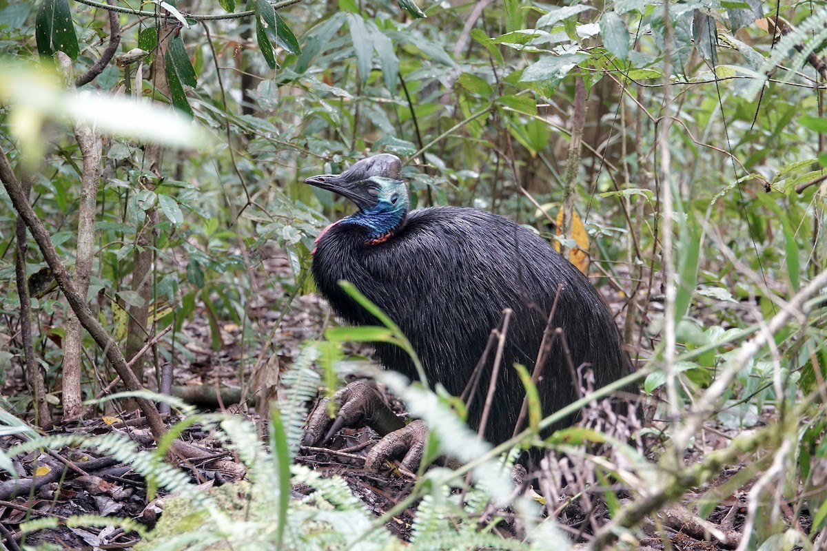 Güneyli Kasuari - ML645173362