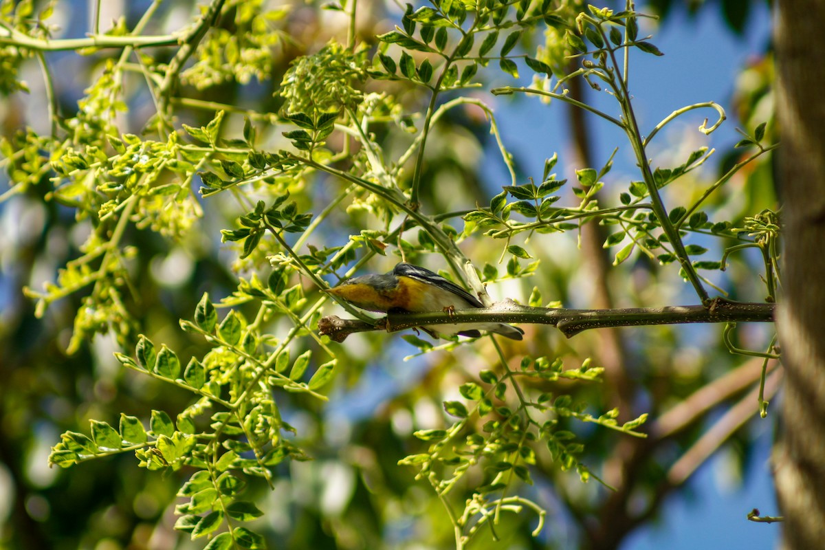 Northern Parula - ML645173370
