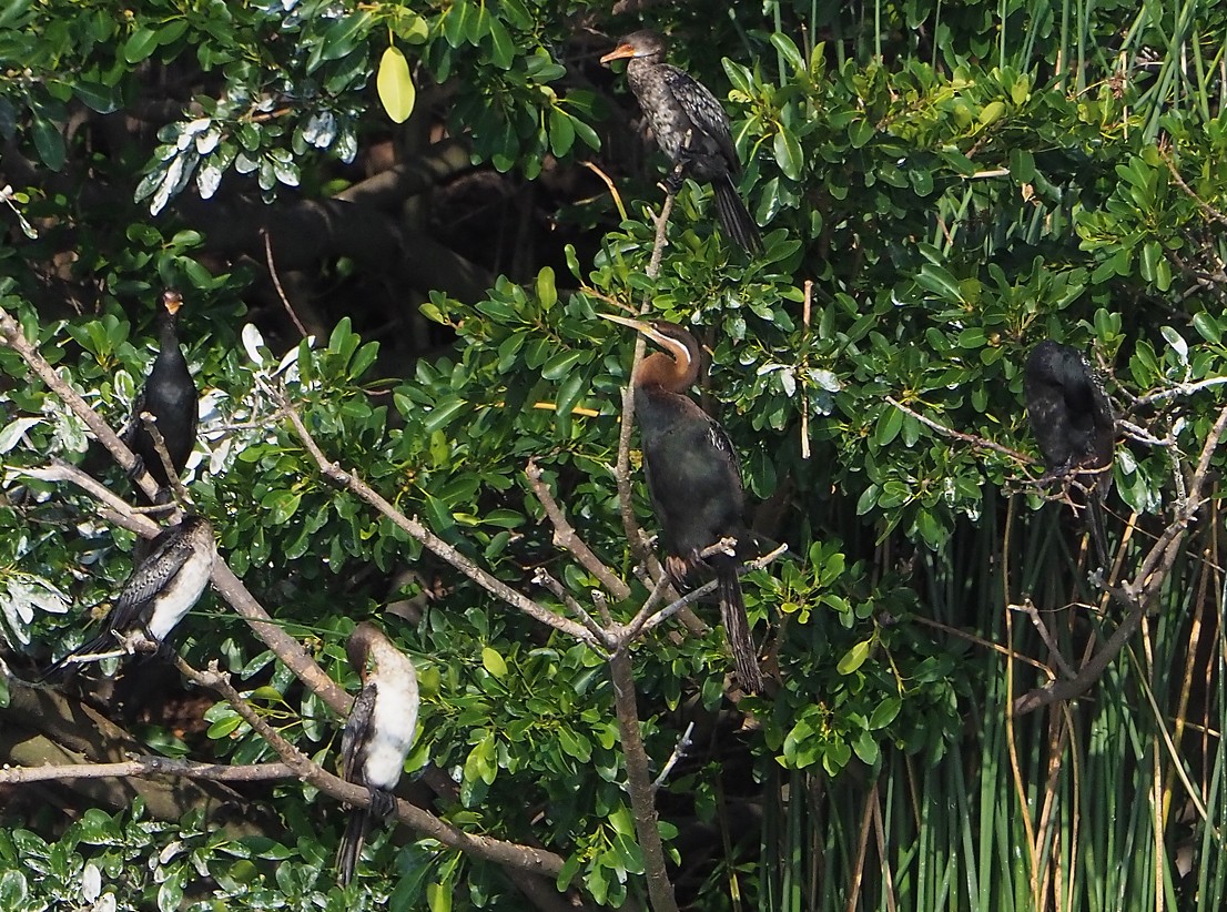 kormorán dlouhoocasý - ML645173376