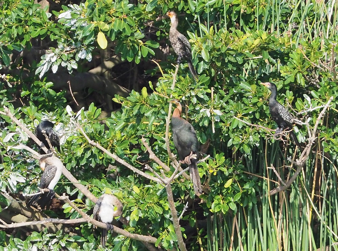 kormorán dlouhoocasý - ML645173377