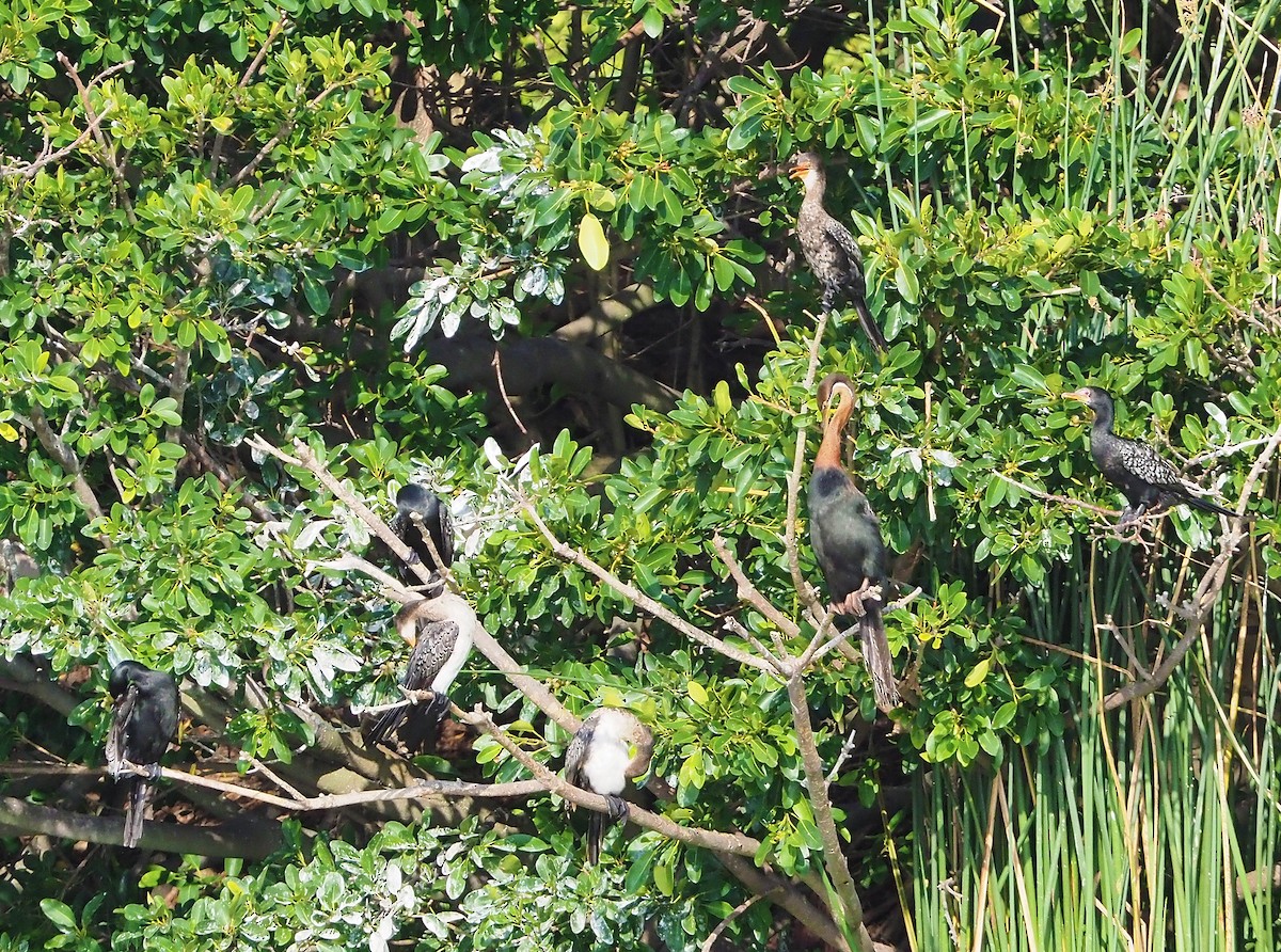 kormorán dlouhoocasý - ML645173378