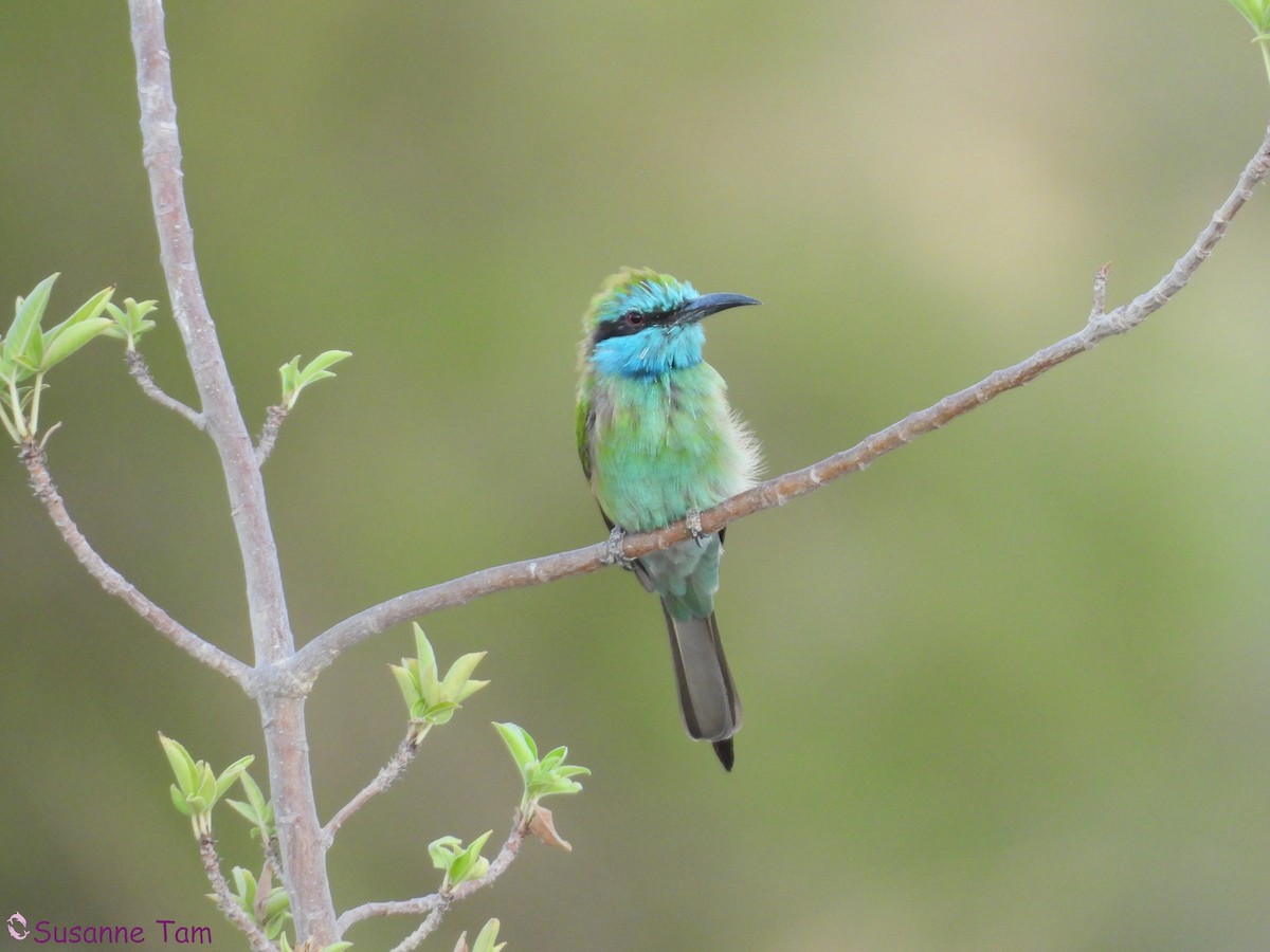 Erle-txori berde arabiarra - ML645173382