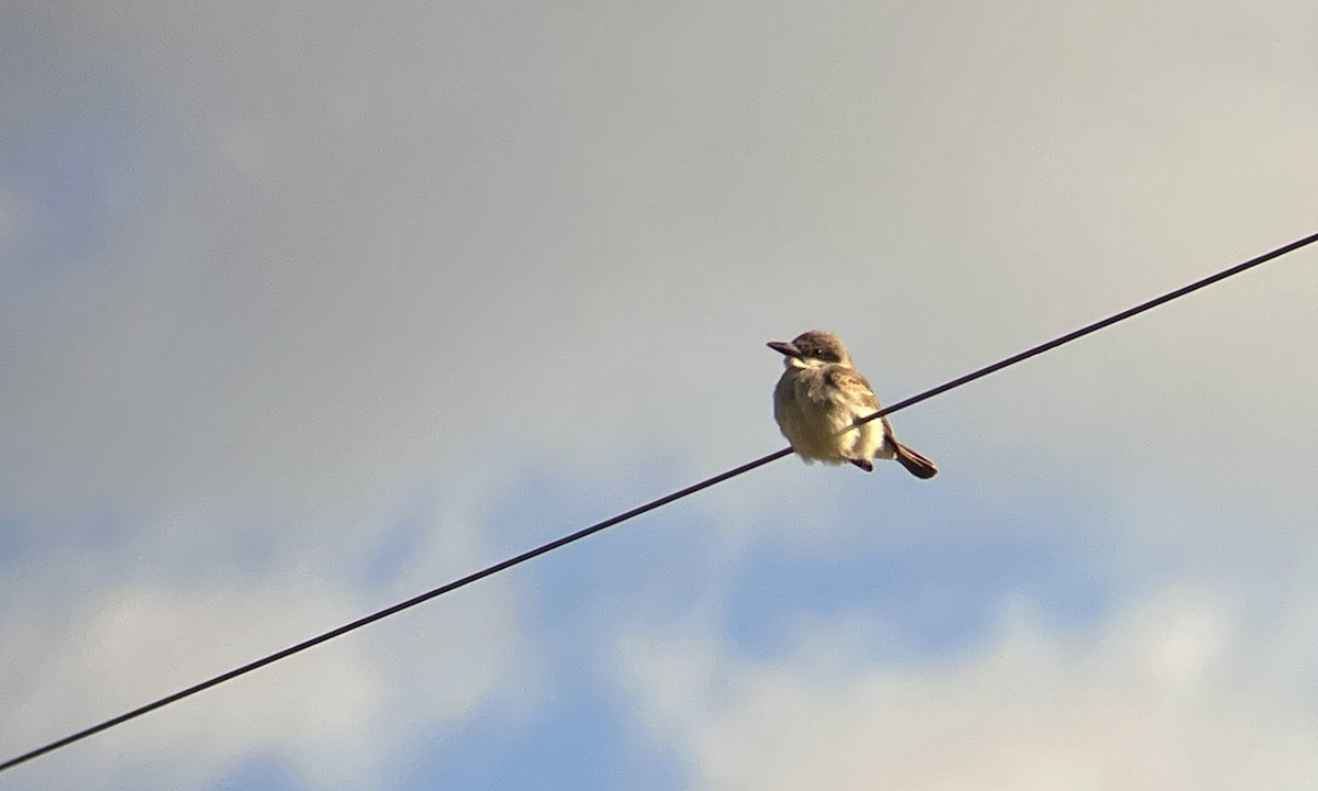 Gray Kingbird - ML645173388